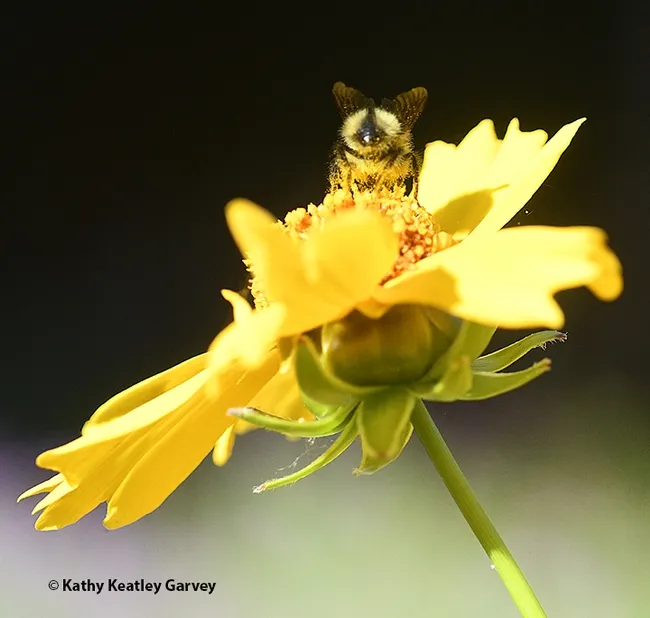 Wings up, time to go. A bumble bee ready to take flight from a Coreopsis. (Photo by Kathy Keatley Garvey)