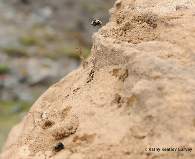 The sand cliffs of Bodega Head are home to digger bees--bumble bee mimics--Anthophora bomboides stanfordiana. (Photo by Kathy Keatley Garvey)