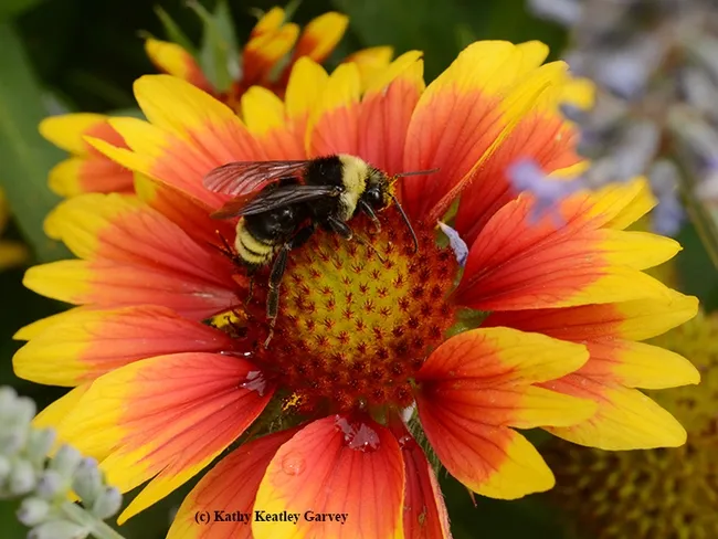 Bombus californicus, "the California bumble bee," foraging on blanket flower, Gaillardia, in Vacaville, Calif. (Photo by Kathy Keatley Garvey)