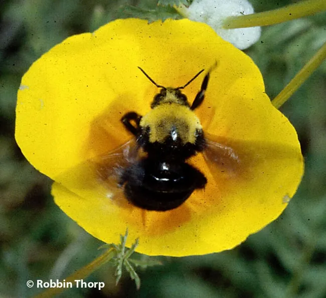 This is Franklin's bumble bee, Bombus franklini, monitored by Robbin Thorp (1933-2019) and now feared extinct. (Photo by Robbin Thorp)