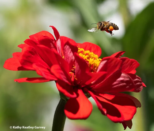 This image won "best feature photo" from the international Association for Communication Excellence (ACE). It appeared on the Bug Sauad blog. (Photo by Kathy Keatley Garvey)