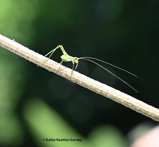 A katydid nymph, its long threadlike antennae upright, descends a stem in a Vacaville garden. (Photo by Kathy Keatley Garvey)
The katydid nymph lowers its antennae and proceeds along the stem. (Photo by Kathy Keatley Garvey)
