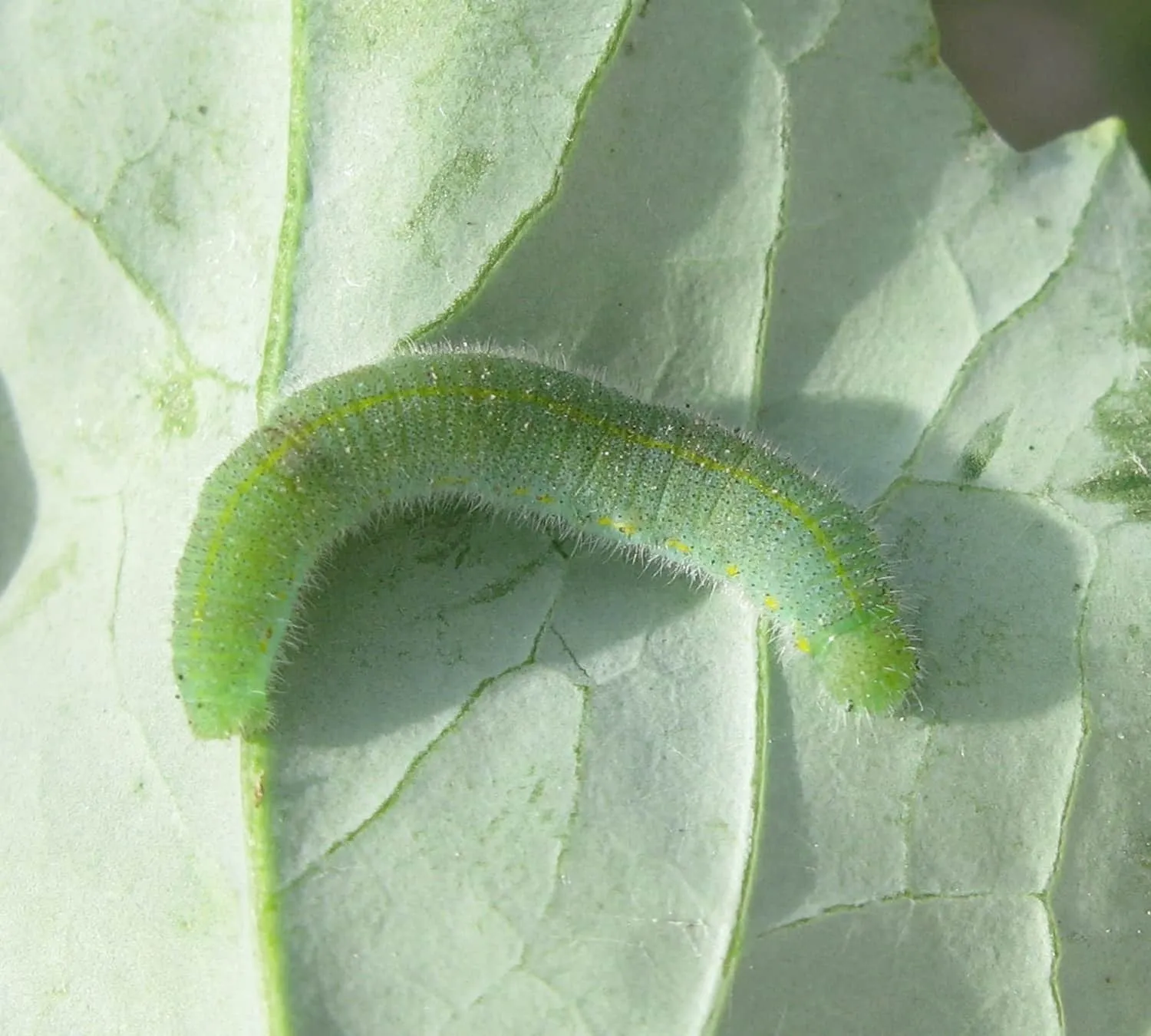 cabbageworms-larva-credit-john-gavloski-min