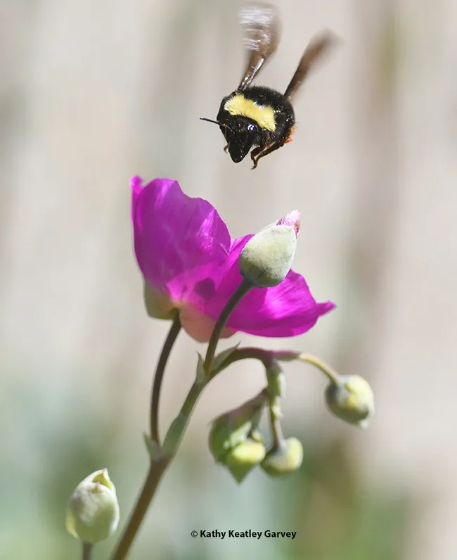 Bombus fervidus, formerly known as B. californicus, makes a beeline for a rock purslane in a Vacaville garden. (Photo by Kathy Keatley Garvey)