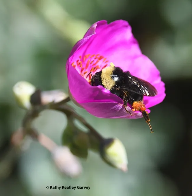 Bombus fervidus cradles itself in a rock purslane in a Vacaville garden. (Photo by Kathy Keatley Garvey)