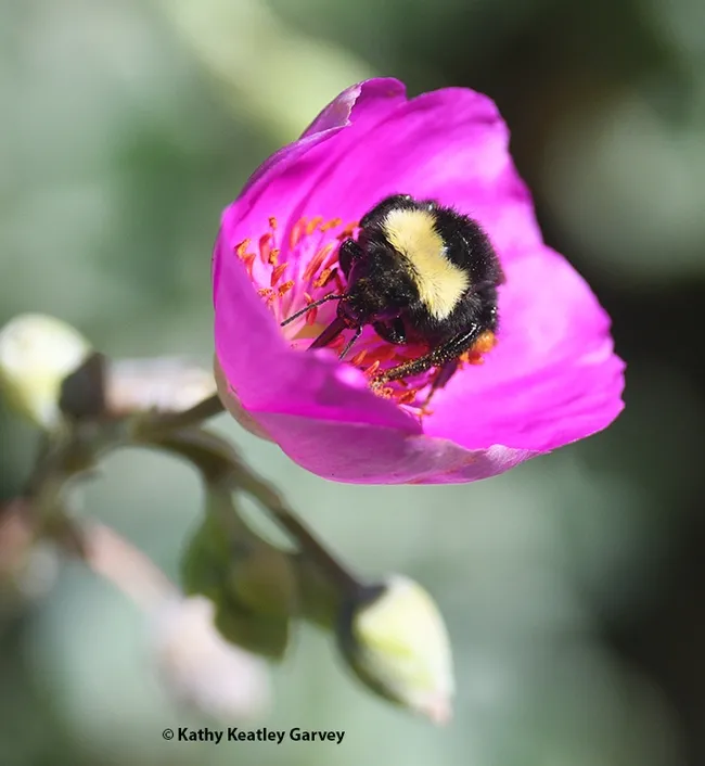 The bumble bee's proboscis is easily seen in this image. This is Bombus fervidus foraging on a rock purslane. (Photo by Kathy Keatley Garvey)