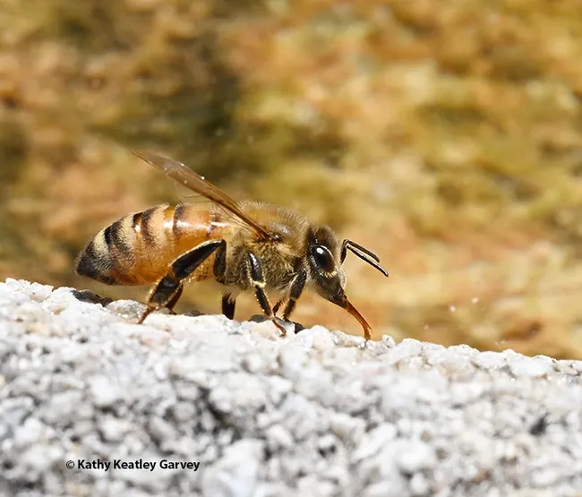 A honey bee, its proboscis extended, collects water from the edges of a birdbath. (Photo by Kathy Keatley Garvey)