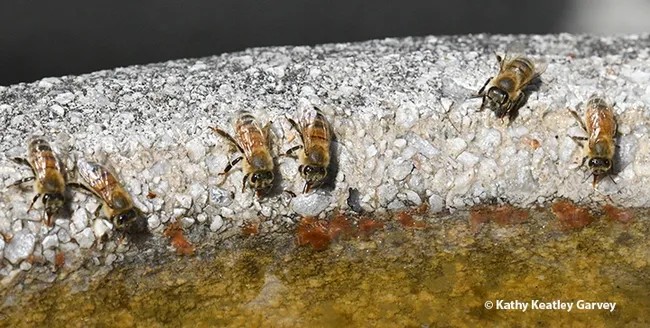 'The Water Girls'--six of them--collecting water at a Vacaville birdbath. Note the absence of birds. (Photo by Kathy Keatley Garvey)