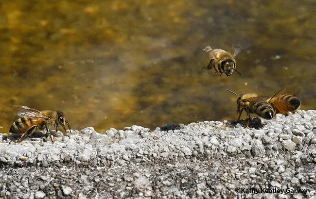 A honey bee heading back to her colony after collecting water to cool down the hive. (Photo by Kathy Keatley Garvey)