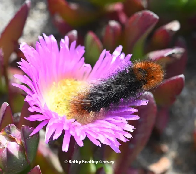 A wooly bear caterpillar on ice plant at Bodega Head. This insect is Arctia virginalis, formerly known as Platyprepia virginalis. (Photo by Kathy Keatley Garvey)