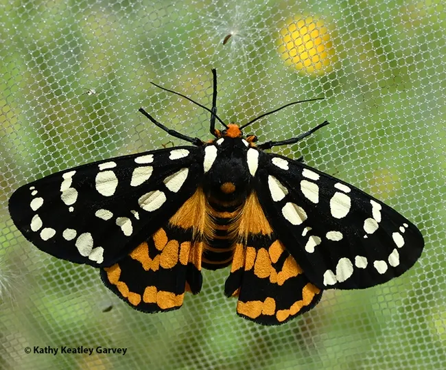In its adult stage, the wooly bear caterpillar is commonly known as Ranchman's tiger moth, Arctia virginalis. (Photo by Kathy Keatley Garvey)