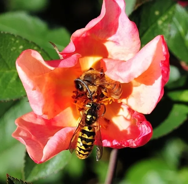 A honey bee, Apis mellifera, and a Western yellowjacket, Vespula penslvanica, sharing a rose. Both are pollinators. (Photo by Kathy Keatley Garvey)