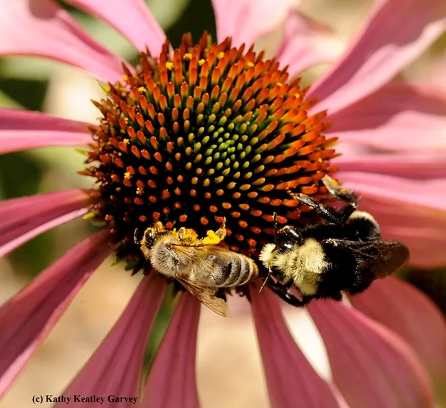 A honey bee, Apis mellifera, and a bumble bee, Bombus vosnesenskii, sharing a purple cone flower, Echinacea purpurea. (Photo by Kathy Keatley Garvey)