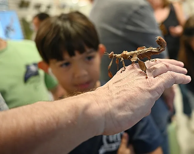 Mark Blankenship, 10, peers at a thorny stick insect. (Photo by Kathy Keatley Garvey)