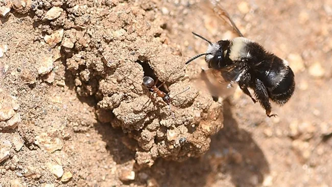 A digger bee, Anthophora bomboides standfordina, heading to her nest at Bodega Head. Note the ant. (Photo by Kathy Keatley Garvey)