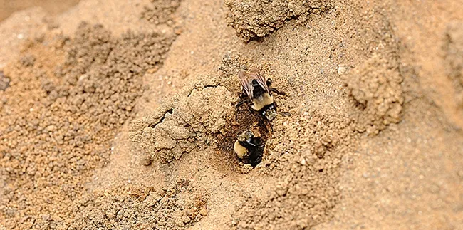 Here I am! Anthophora bomboides standfordina, at Bodega Head, Sonoma County. (Photo by Kathy Keatley Garvey)