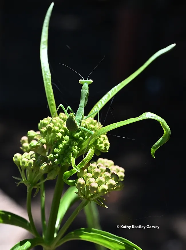 A camouflaged praying mantis, a Stagmomantis limbata, perched on a narrow-leafed milkweed, Asclepias fascicularis. (Photo by Kathy Keatley Garvey)