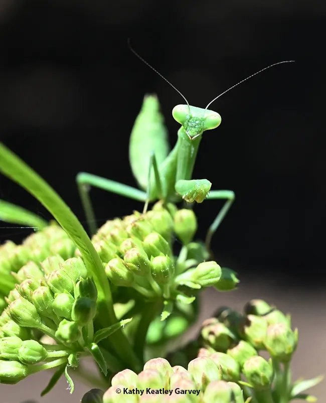 Praying mantis perched on a milkweed, the host plant for monarchs. She seems to be saying: "Sure, I'm occupying a milkweed, but I promise I'll never even LOOK at a monarch. I'll close my eyes should one flutter by." (Photo by Kathy Keatley Garvey)
