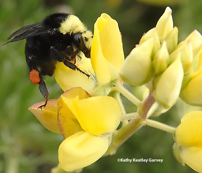 A queen yellow-faced bumble bee, Bombus vosnesenskii, foraging on yellow bush lupine at Doran Regional Park, Bodega Bay. Note the bright red pollen. (Photo by Kathy Keatley Garvey)