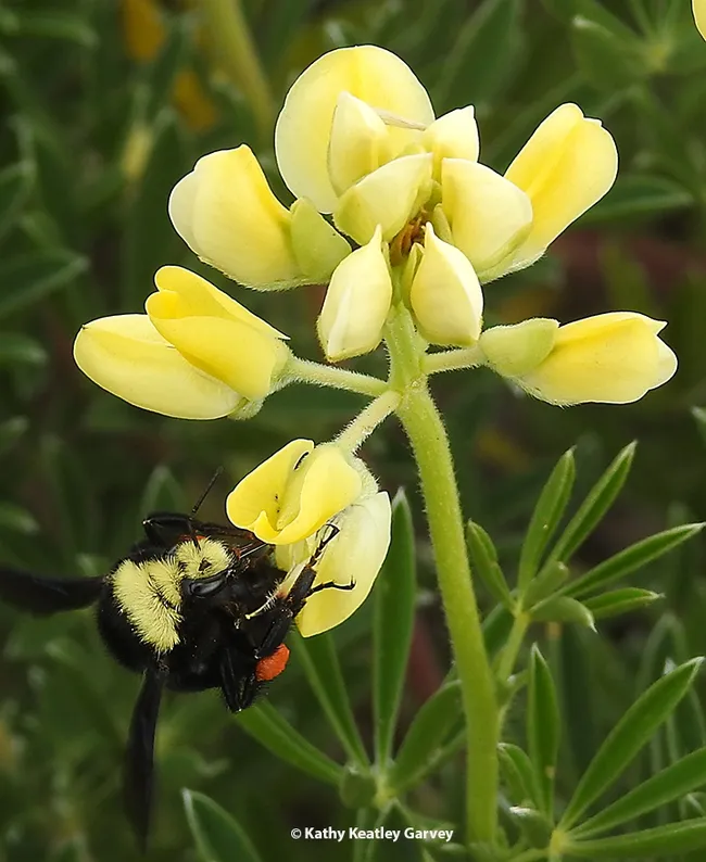 Close-up of the head and thorax of a queen bumble bee, Bombus vosnesenskii. (Photo by Kathy Keatley Garvey)