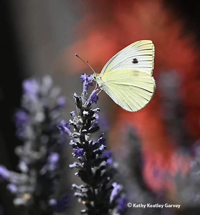 A cabbage white butterfly, Pieris rapae, nectaring on lavender in a Vacaville garden on June 24. Next Wednesday, July 4, promises to be a scorcher at 106 degrees. (Photo by Kathy Keatley Garvey)