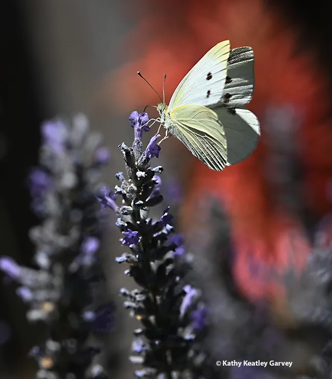 A cabbage white butterfly, Pieris rapae, flutters its wings, ready to fly. (Photo by Kathy Keatley Garvey)