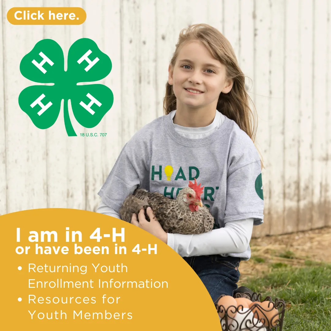 Returning to 4-H