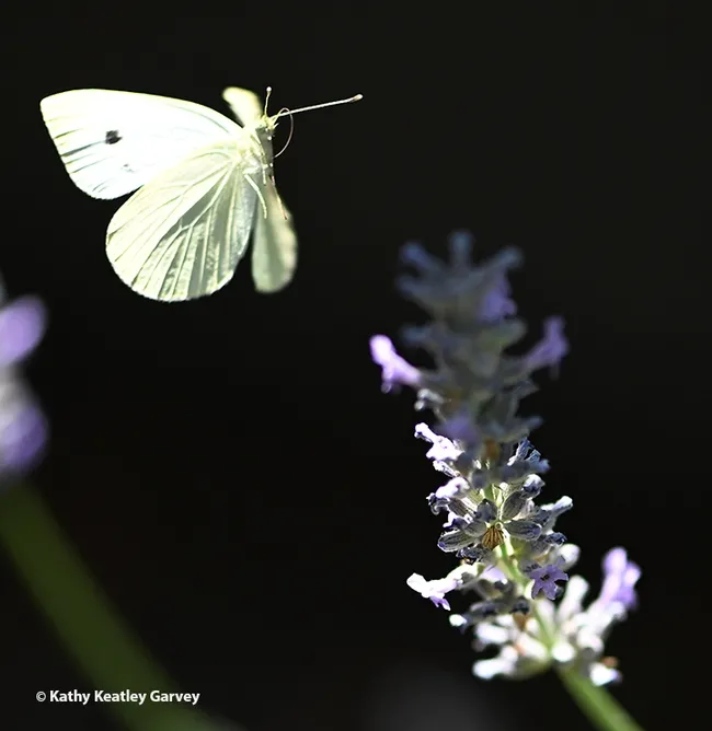 Caught in flight--a cabbage white butterfly, Pieris rapae, leaves a lavender blossom. Image taken with a Nikon Z8 and 105mm Nikon lens. Settings: shutter speed, 1/3200 of a second; f-stop, 3: and ISO, 800. (Photo by Kathy Keatley Garvey)