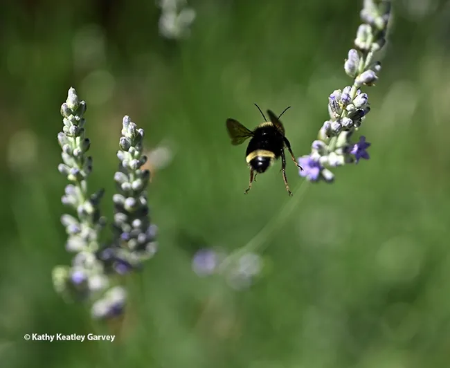 Goodbye! A yellow-faced bumble bee, Bombus vosnesenskii, exits a lavender patch. (Photo by Kathy Keatley Garvey)