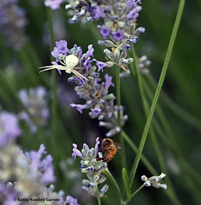 A crab spider lies in wait, as a honey bee nectars on a lavender blossom. (Photo by Kathy Keatley Garvey)