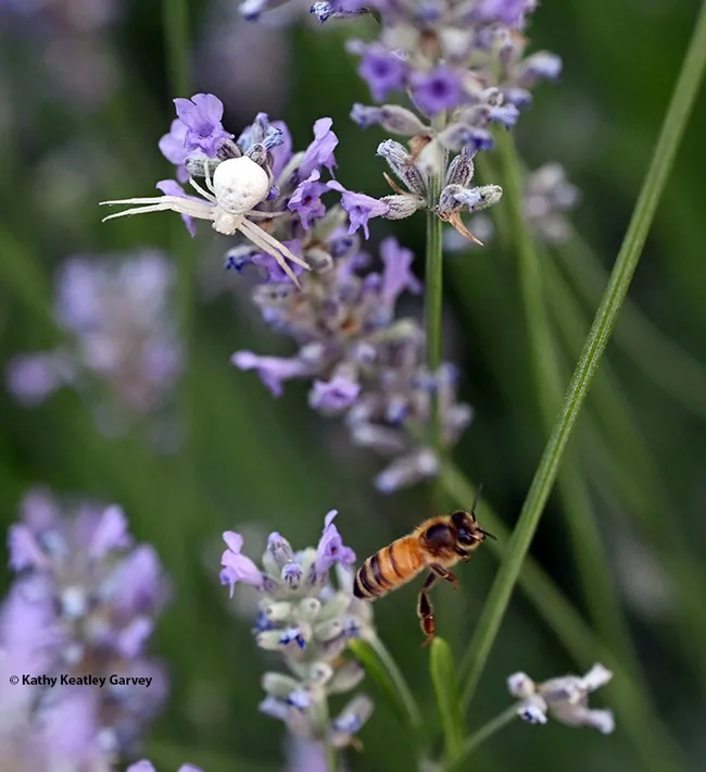 The honey bee takes flight, out of reach of the crab spider. (Photo by Kathy Keatley Garvey)