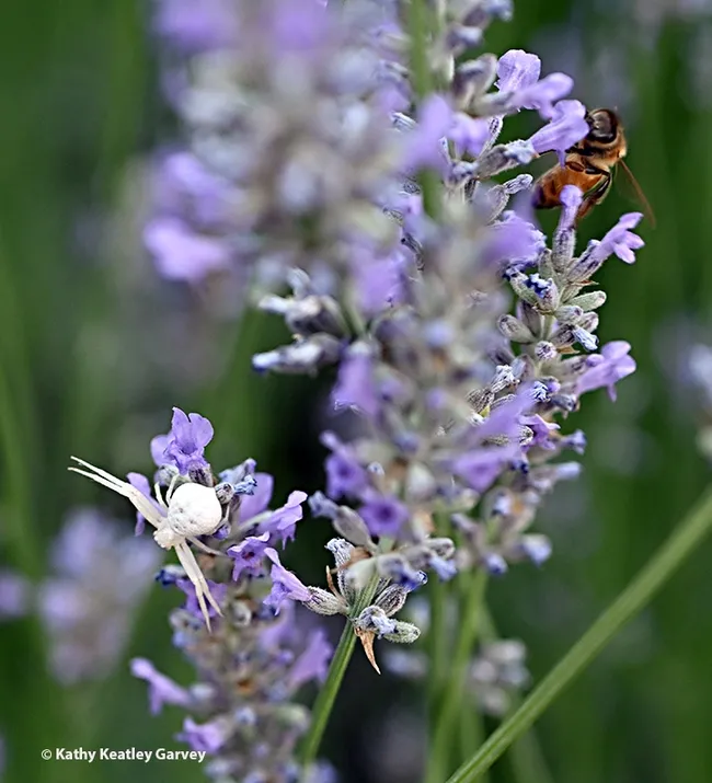 You missed me, Mr. Crab Spider. You missed me. (Photo by Kathy Keatley Garvey)
