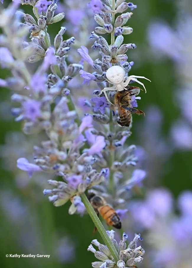 The resident crab spider nails a honey bee, as another bee continues to forage in the lavender. (Photo by Kathy Keatley Garvey)