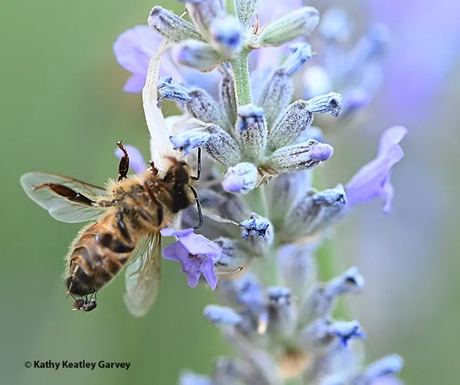 A freeloader fly (family Milichiidae, probably genus Desmometopa), invites itself to dinner. No reservations required. (Photo by Kathy Keatley Garvey)