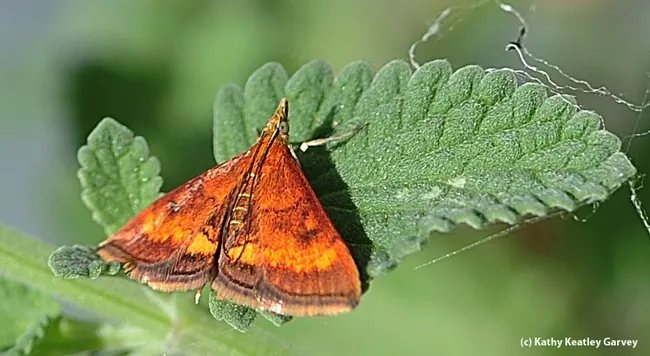 This is California Pyrausta Moth (Pyrausta californicalis), commonly known as "the mint moth." It feeds on plants in the mint family, including spearmint and peppermint. (Photo by Kathy Keatley Garvey)