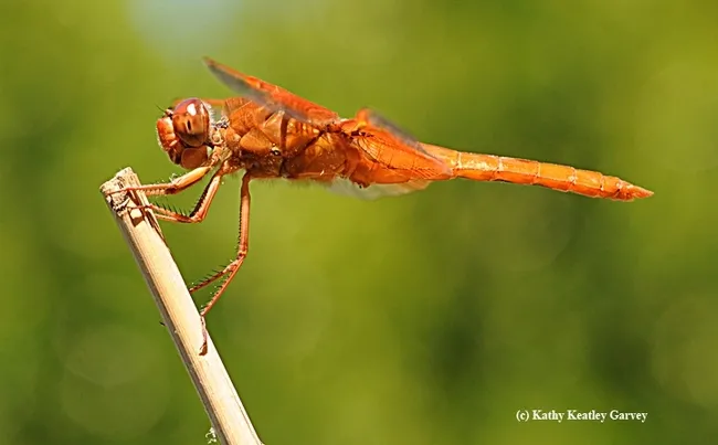 A flameskimmer, Libellula saturata, in a Vacaville garden. (Photo by Kathy Keatley Garvey)