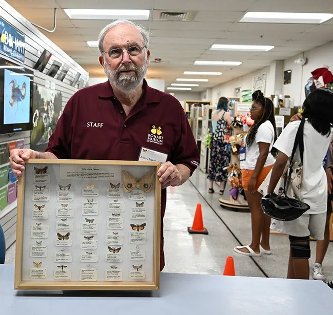 John "Moth Man" DeBenedictus, a research associate at the Bohart Museum of Entomology, showed part of his moth collection at the Bohart open house. (Photo by Kathy Keatley Garvey)