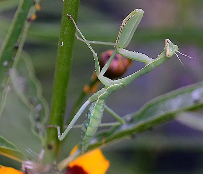 A female praying mantis, Stagmomantis limbata, moves up a narrow-leafed milkweed in a search for prey. (Photo by Kathy Keatley Garvey)