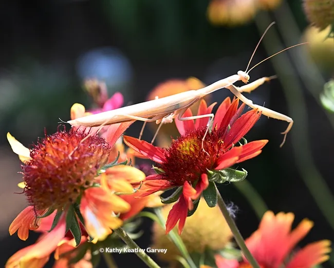 The male mantis does an Olympic-style stretch. (Photo by Kathy Keatley Garvey)