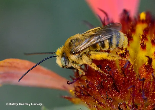 Svastra obliqua, "the sunflower bee," foraging on a blanketflower, Gaillardia. (Photo by Kathy Keatley Garvey)