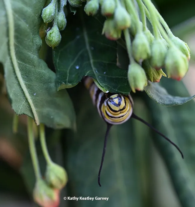 Close-up of a monarch caterpillar munching milkweed. (Photo by Kathy Keatley Garvey)