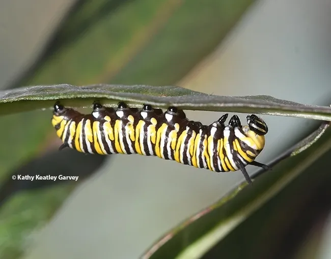 Monarch caterpillar on milkweed in a Vacaville garden. (Photo by Kathy Keatley Garvey)