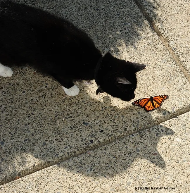 A cat, Xena the Warrior Princess looks intently at what was once a 'cat, a monarch caterpillar. All she did was look. (Photo by Kathy Keatley Garvey)
