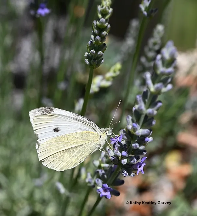 A cabbage white butterfly, Pieris rapae, nectaring on lavender in a Vacaville garden. (Photo by Kathy Keatley Garvey)