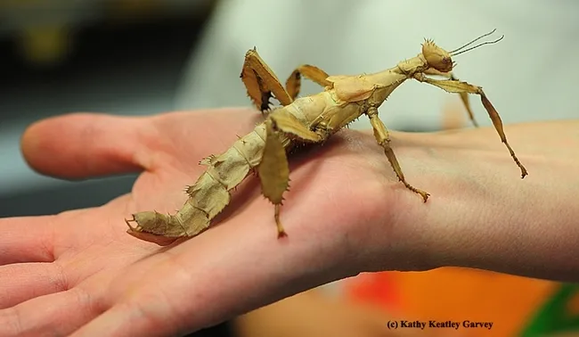 Stick insects from the Bohart Museum of Entomology petting zoo will be featured at The Ethogram event from 2:30 to 4 p.m., Monday, Aug. 19 in the Blanchard Room of the Mary L. Stephens branch of the Davis Library, 315 E. 14th Street, Davis. (Photo by Kathy Keatley Garvey)