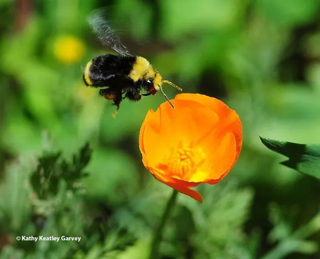UC Davis researchers found that one of "the winners" in their climate change study is the yellow-faced bumble bee, Bombus vosnesenskii, shown here heading for a California golden poppy. (Photo by Kathy Keatley Garvey)