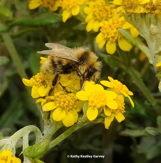 A male bumble bee, Bombus bifarius, nectaring on coastal goldfield, Lasthenia minor, at Bodega Bay. A UC Davis study shows that the rising temperatures are particularly alarming to a number of species, including this one. (Photo by Kathy Keatley Garvey)