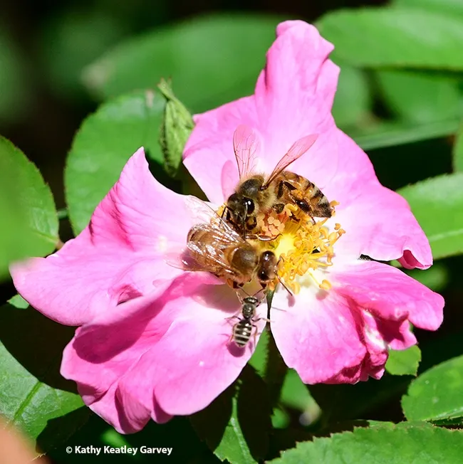 A native bee seeks to join two honey bees in gathering nectar and pollen from a floribunda rose cultivar, "Nearly Wild," in the UC Davis Bee Haven. (Photo by Kathy Keatley Garvey)