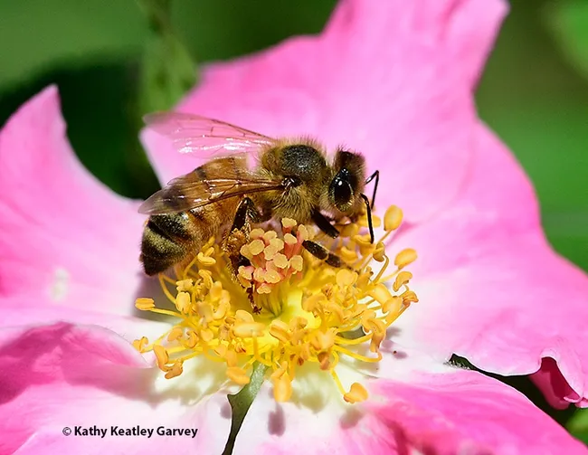Side view of a honey bee foraging on a "Nearly Wild" rose cultivar in the UC Davis Bee Haven. (Photo by Kathy Keatley Garvey)