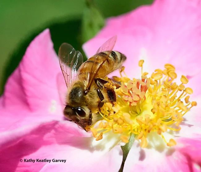 A honey bee foraging on "Nearly Wild" looks at the photographer. (Photo by Kathy Keatley Garvey)